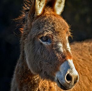 Mit Esel und Pony Resilienz entdecken für Kinder Esel