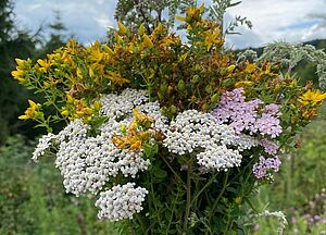 Kräuterwanderung am Diemelsee Strauss aus Wildblumen und Kräutern